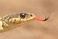 Garter Snake (Thamnophis sirtalis)