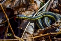 Garter Snake - Tounge Out Royalty Free Stock Photo