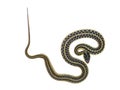 Garter snake on white background Royalty Free Stock Photo