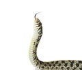 Garter Snake Royalty Free Stock Photo