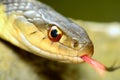 Garter Snakes