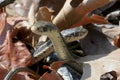 Garter Snakes (Thamnophis sirtalis)
