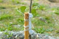 Garter to a peg of a freshly planted pear sapling