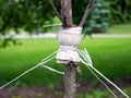 Garter a young tree with twine to protect against uprooting Royalty Free Stock Photo