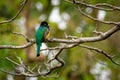 Gartered trogon - Trogon caligatus also northern violaceous trogon, yellow and dark blue, green passerine bird, in forests Mexico