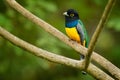 Gartered trogon - Trogon caligatus also northern violaceous trogon, yellow and dark blue, green passerine bird, in forests Mexico