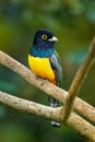 Gartered trogon - Trogon caligatus also northern violaceous trogon, yellow and dark blue, green passerine bird, in forests Mexico
