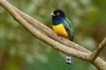 Gartered trogon - Trogon caligatus also northern violaceous trogon, yellow and dark blue, green passerine bird, in forests Mexico