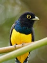 Gartered trogon - Trogon caligatus also northern violaceous trogon, yellow and dark blue, green passerine bird, in forests Mexico