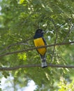 Gartered Trogon Male