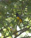 Gartered Trogon Male