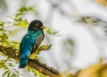 Gartered Trogon perched on a tree in Tikal