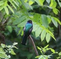 A gartered trogon in a Protected Biotope