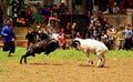 Garut Sheep Fighting (Adu Domba) Royalty Free Stock Photo