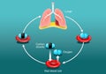 Gas exchange in humans lung. breathing Royalty Free Stock Photo