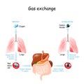 Gas exchange. Respiration or Breathing Royalty Free Stock Photo