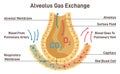 Gas exchange. Respiratory membrane of alveoli, oxygen and carbon