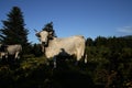 Gascon cow in Pyrenees Royalty Free Stock Photo