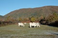 Gascon cows in autumn Royalty Free Stock Photo