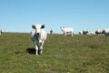 Gascon cows in Pyrenees Royalty Free Stock Photo