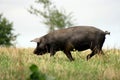 Gascon pig walking on meadow Royalty Free Stock Photo