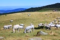 Gasconne cow in Pyrenees