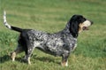 BASSET BLEU DE GASCOGNE Royalty Free Stock Photo