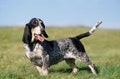 GASCONY BLUE BASSET OR BASSET BLEU DE GASCOGNE, ADULT STANDING ON GRASS Royalty Free Stock Photo