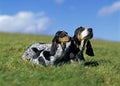 Gascony Blue Basset or Basset Bleu de Gascogne Dog, Mother with Pup standing on Grass Royalty Free Stock Photo