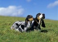 Gascony Blue Basset or Basset Bleu de Gascogne Dog, Mother with Pup standing on Grass Royalty Free Stock Photo