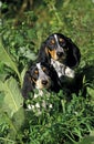 GASCONY BLUE BASSET OR BASSET BLEU DE GASCOGNE, FEMALE WITH PUP STANDING IN LONG GRASS Royalty Free Stock Photo