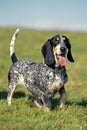 Gascony Blue Basset or Basset Bleu de Gascogne, Adult standing on Grass Royalty Free Stock Photo