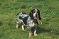 Gascony Blue Basset or Basset Bleu de Gascogne, Dog standing on Grass Royalty Free Stock Photo
