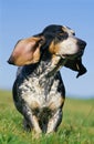 Gascony Blue Basset or Basset Bleu de Gascogne, Dog standing on Grass Royalty Free Stock Photo