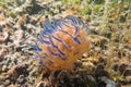 Gasflame nudibranch colorfull sea slug is a marine gastropod molusca Royalty Free Stock Photo