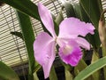 Gaskell`s Cattley`s orchid Cattleya gaskelliana; species of orchid from Colombia to Trinidad or Orchiee Royalty Free Stock Photo