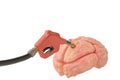 Gasoline pump inserted in the brain.3D illustration.