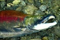 Gasping Sockeye Salmon in the upper Pitt River