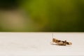 Gasshopper resting on the ledge Royalty Free Stock Photo