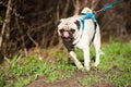 Pug on a leash Royalty Free Stock Photo