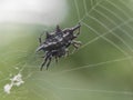 Gasteracantha diardi is a species of spiny orb-weaver spider in the genus