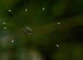 Gasteracantha doriae was spider