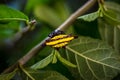 Gasteracantha doriae hides under leaves.