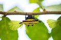 Gasteracantha doriae hides under leaves.