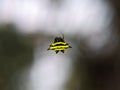 Gasteracantha doriae was spider