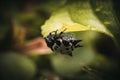 Gasteracantha spider perched on top of a green leaf