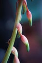 gasteria baylissiana Royalty Free Stock Photo