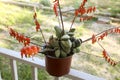 Gasteria Glomerata Succulent plant in bloom