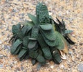 Gasteria gracilis baker