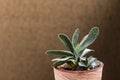 Gasteria is located in a beautiful clay pot on a blurred background. Green succulents. House plants. Home Decoration.